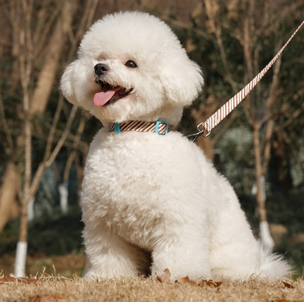 HappyPaws Outdoor Harness for both Cats and Dogs