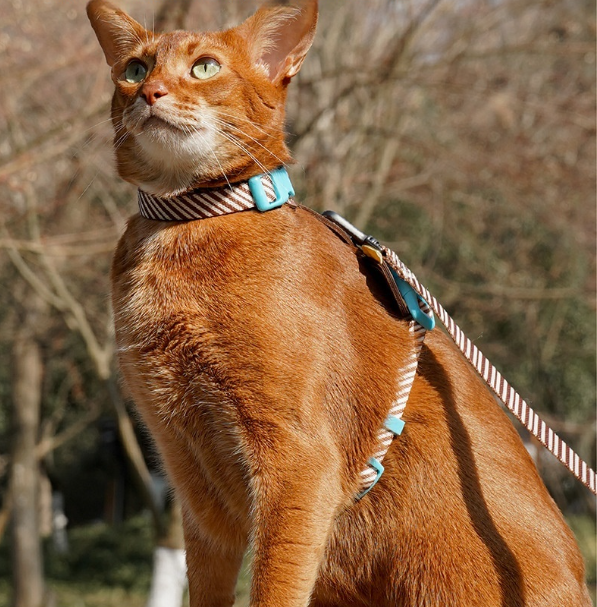 HappyPaws Outdoor Harness for both Cats and Dogs